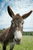 donkey1