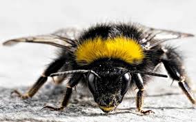 bee