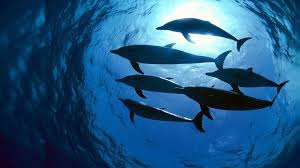 dolphins