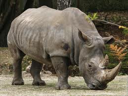 rhino