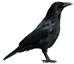 Crow