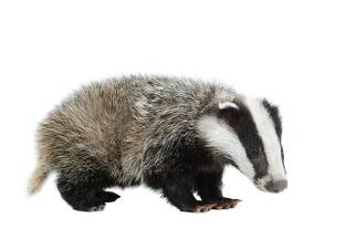 Young Eurasian Badger (Meles meles) isolated on white backround.