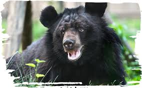 bear