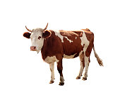 cow 3
