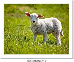 lamb 2